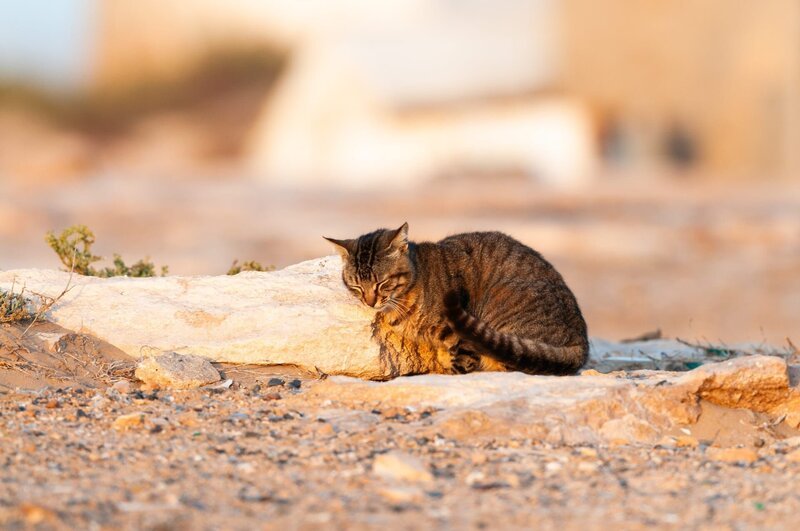 Hauskatze – Die Hauskatze stammt nicht von der Europäischen Wildkatze ab, die auch durch unsere Wälder streift. Ihre Wildform ist die sogenannte Falbkatze aus Afrika. – Bild: ORF/PKM Film/Leander Khil / ZDF Hauskatze – Die Hauskatze stammt nicht von der Europäischen Wildkatze ab, die auch durch unsere Wälder streift. Ihre Wildform ist die sogenannte Falbkatze aus Afrika. – Bild: ORF/PKM Film/Leander Khil / ZDF