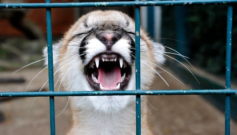 Mitten in Berlin gibt es zwei Oasen für Tiere: den artenreichen Zoo Berlin und den größten Landschaftstiergarten Europas, den Tierpark Berlin. Hier kommen unzählige Zoobabies auf die Welt. – Bild: rbb/​Thomas Ernst