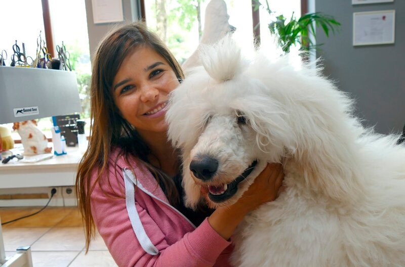 Ein Pudel muss regelmäßig zum Hundefriseur. Sonst wird das Fell sehr lang und verfilzt. – Bild: BR/​Text + Bild Medienproduktion/​Karen Markward