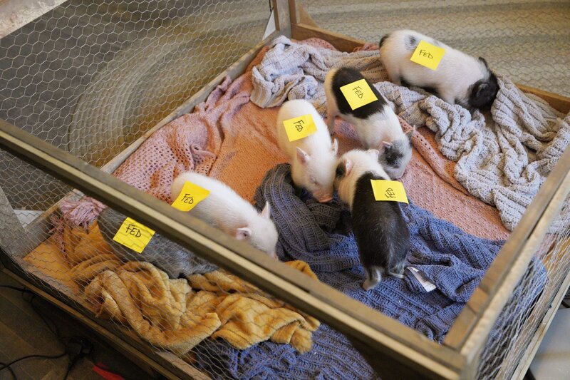 Mike und Rios Schützlinge – Bild: BLESS THIS MESS /​ TCFFC and Disney Enterprises, Inc. /​ ABC, Inc.