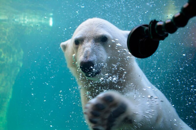 Eisbaerin Lale unter Wasser – Bild: Radio Bremen