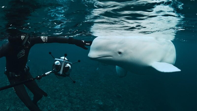 Hvaldimir - der Spionage-Wal – Bild: RTL /​ IMAGISSIME – MILUNA