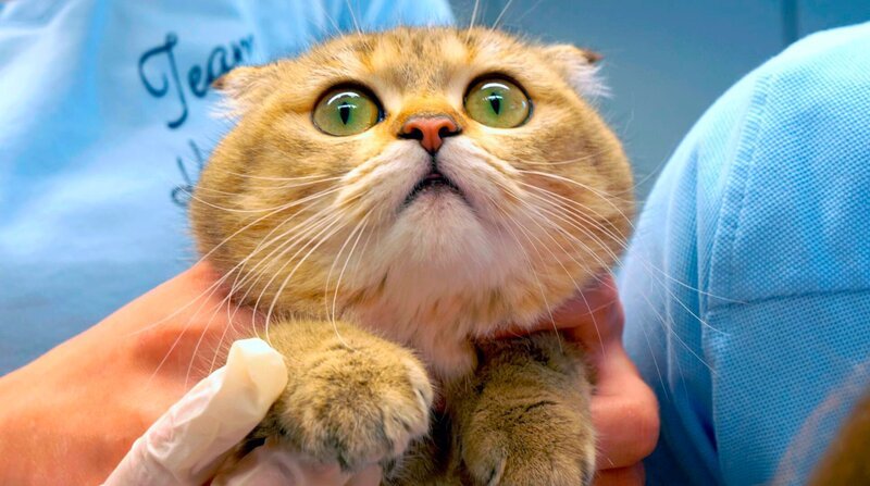  Katze Molly hat drei Kätzchen geboren. – Bild: WDR/​Ehrenfilm