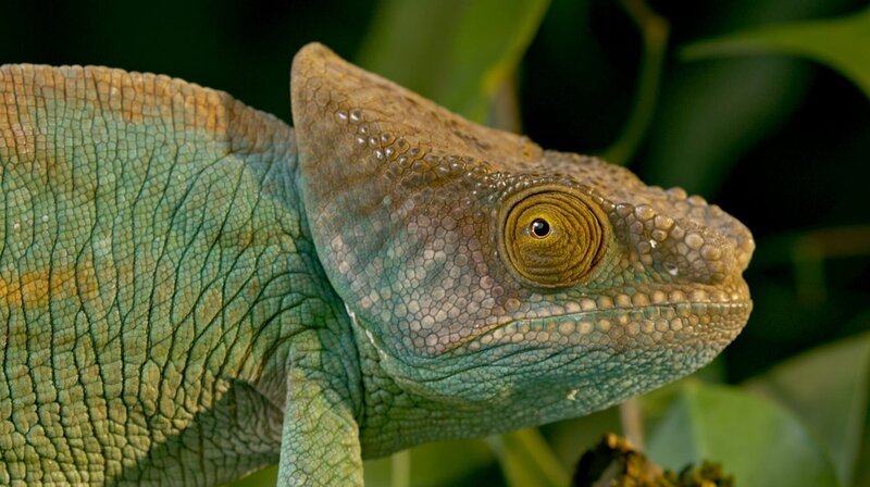 Chamäleons sind berühmt für ihre Farbwechsel. – Bild: Phoenix/​ZDF/​Blink Films/​Wildlife 24
