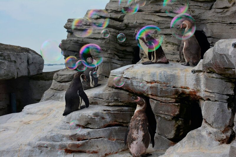 Seifenblasen für die Humboldtpinguine. – Bild: Radio Bremen