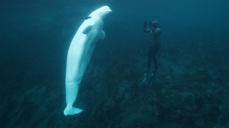 2019 taucht in norwegischen Gewässern ein Beluga-Wal auf, der russisches Kamera-Geschirr trägt. Ein Forscher und seine Tochter begleiten den zutraulichen Wal, der Hvaldimir getauft wird, um herauszufinden, wofür er trainiert wurde. +++ Die Verwendung des sendungsbezogenen Materials ist nur mit dem Hinweis und Verlinkung auf RTL+ gestattet. +++ – Bild: RTL /​ IMAGISSIME – MILUNA
