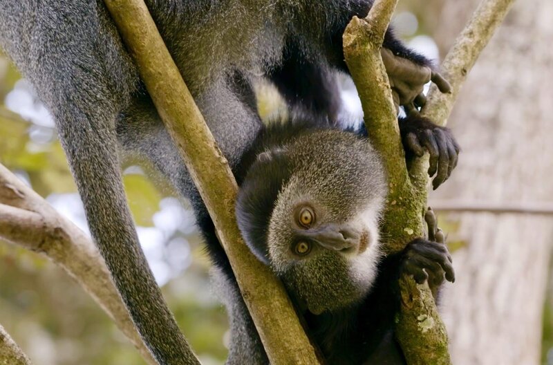 Sieben Affenarten sind im Kakamega-Regenwald zu Hause – darunter Blauaffen. – Bild: NDR/​Julian Krätzig