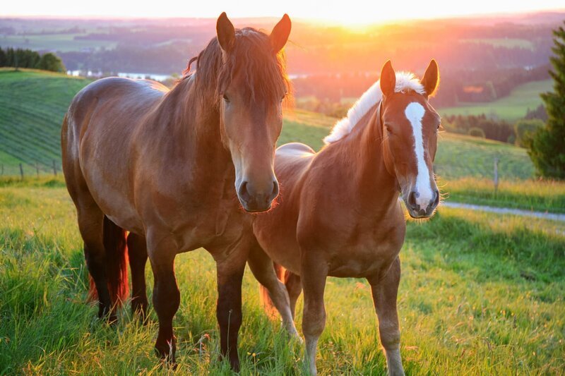 Two horses at sunset in Bavaria, Germany – Bild: Getty Images