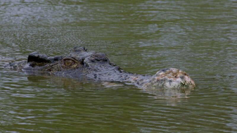 Salzwasser Krokodil – Bild: RTL /​ Küsten