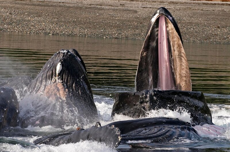 KINGDOM OF THE OCEANS Vierdelige documentaire serie van Jacques Cluzaud en Jacques Perrin over de dieren in de oceanen, van de Noordpool over de tropen tot de Zuidpool. – Bild: Canal+
