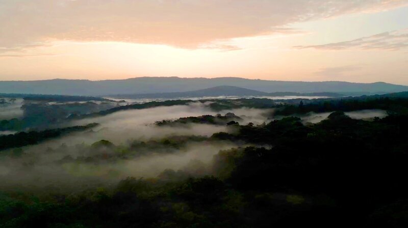 Der Wald ist ein wichtiges Ökosystem für die gesamte Region. – Bild: NDR/​Julian Krätzig