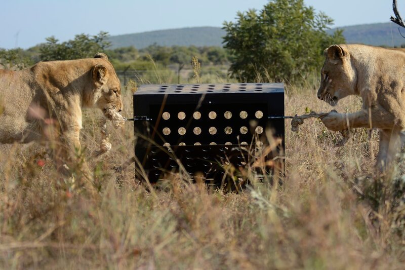 two lions pulling on puzzle box (cooperative /​ coordination challenge) – Bild: For Show Promotion Only