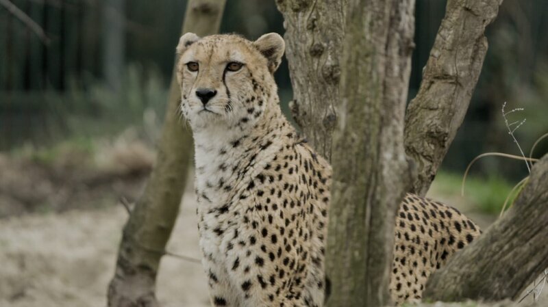 Er kann zwitschern wie ein Vögelchen – ein Gepard im Tiergarten Schönbrunn. – Bild: ServusTV /​ Bilderfest