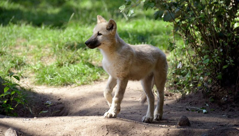 Polarwolf-Welpe im Zoo Berlin. – Bild: rbb/​Thomas Ernst