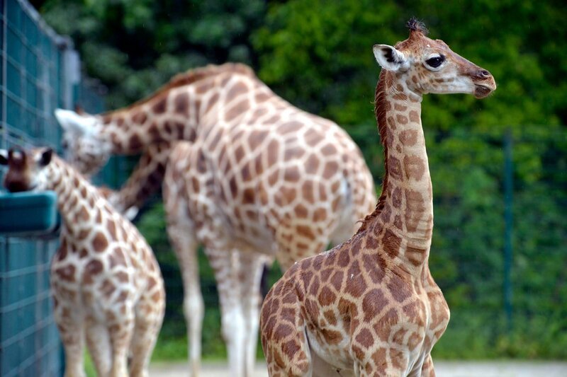 Das junge Giraffe bine im Tierpark Berlin. – Bild: RBB/​Thomas Ernst