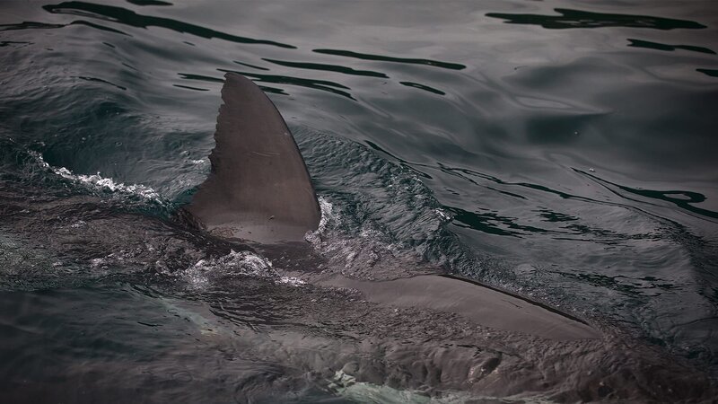Sometimes sharks enter water so shallow that they can barely swim, and – as a result – their dorsal fins sometimes poke through the surface. – Bild: Discovery Channel