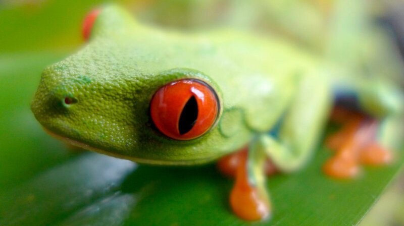Red-eyed tree frog – Bild: WDR/​Discovery Media