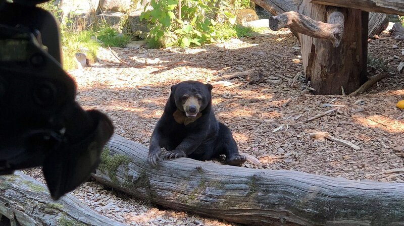Schwerstarbeit für die Tierpfleger aus dem Allwetterzoo. Ein Malaienbären Männchen kommt in den Zoo. Sein Name: Frodo. – Bild: WDR/​Me works GmbH