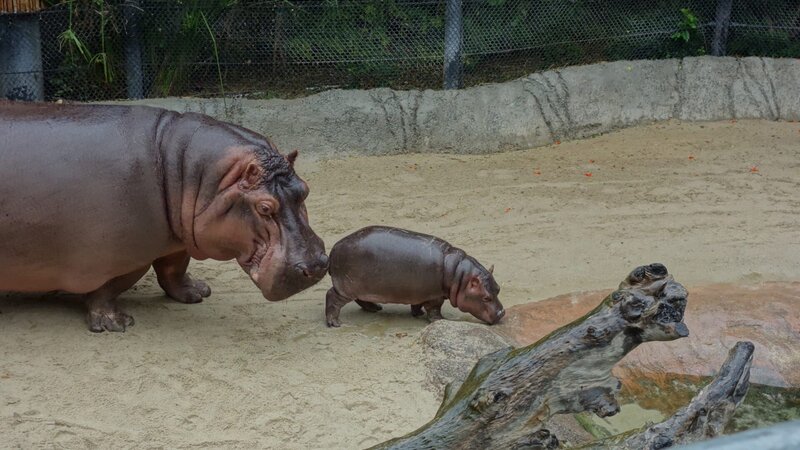 Hippo mother and calf – Bild: Discovery Communications, LLC