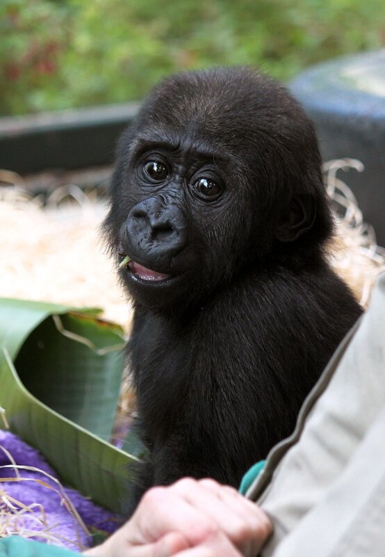 Gorillamädchen Claudia: Die Gorillababys der Menschenaffenaufzuchtstation in der Wilhelma sollen nicht zu sehr auf den Menschen geprägt werden. Gorillamädchen Claudia muss schon früh lernen, sich an ihre Artgenossen zu gewöhnen. – Bild: SWR/​Jens Klingler