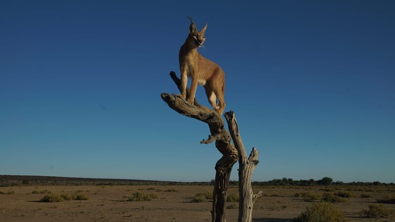 Foto eines Karakals in Namibia, Südafrika. – Bild: Animal Planet /​ Discovery Communications, LLC