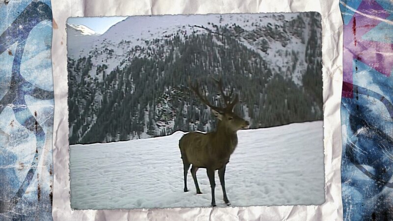 Hirsch. – Bild: ORF/​Geyrhalter Filmproduktion