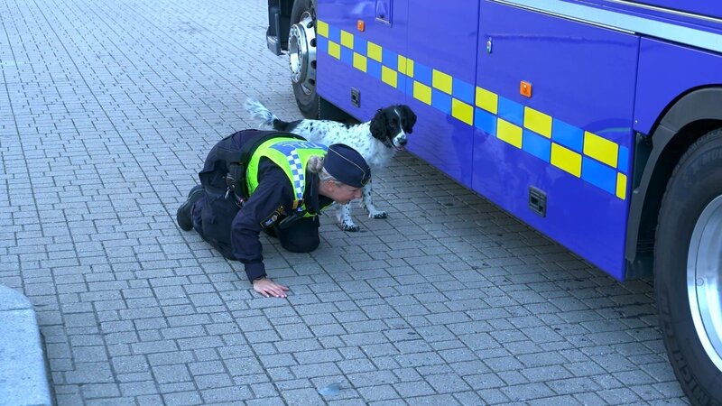 Maja, dog checks buss – Bild: Warner Bros. Discovery, Inc. or its subsidiaries and affiliates. All rights reserved.