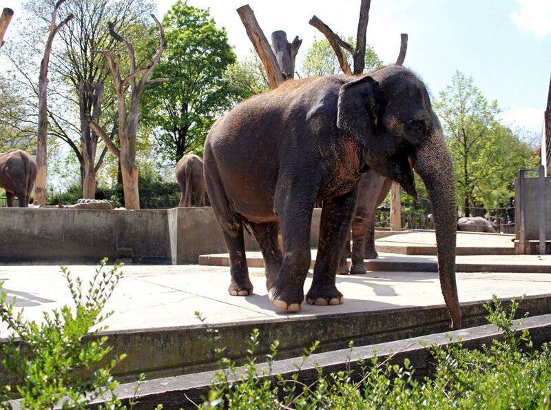 ARD/​SWR EISBÄR, AFFE & CO FOLGE 155, „Zoogeschichten aus Stuttgart“, am Donnerstag (09.12.10) um 16:10 Uhr im ERSTEN. Elefanten-Außengehege: Das Leben der Wilhelma-Elefanten ist eine Dauer-Wellness-Kur. Frischer Sand fürs Peeling und Wasser zum Trinken, Duschen und Baden aus den Termalbädern! – Bild: SWR/​Jens Klingler
