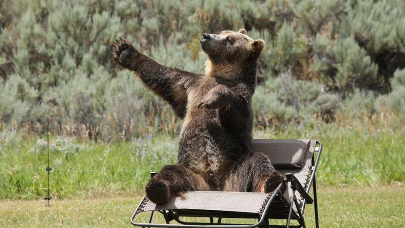 Bear. – Bild: Discovery Channel /​ Discovery Communications, LLC