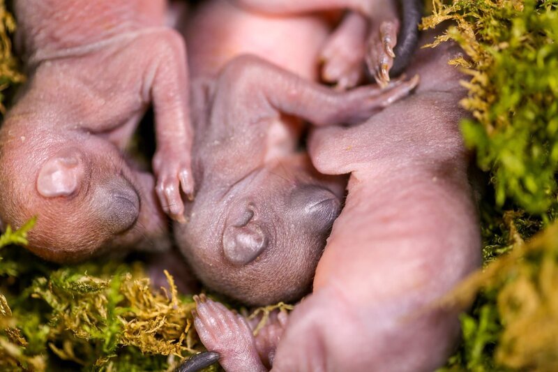 Wenige Wochen alte Eichhörnchen. – Bild: 3sat