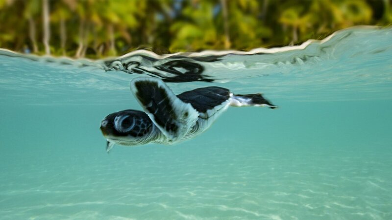 SRF DOK Die Wächter des Great Barrier Reef – Die Schildkröten von Raine Island Raine Island: Dieser Zufluchtsort der Grünen Meeresschildkröte ist vom Verschwinden bedroht. – Bild: SRF/​ARTE
