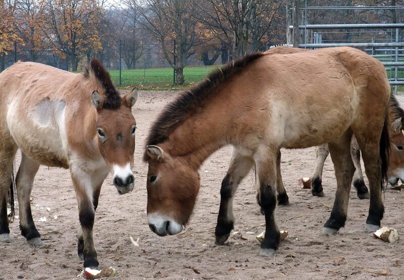 ARD/​SWR EISBÄR, AFFE & CO FOLGE 156, „Zoogeschichten aus Stuttgart“, am Freitag (10.12.10) um 16:10 Uhr im ERSTEN. WG Mähnenschafe und Dscheladas: Die Wilhelma-Wohngemeinschaft von Mähnenschafen und Dscheladas hat sich bewährt. Sie teilen sogar ihr Futter. – Bild: SWR/​Jens Klingler