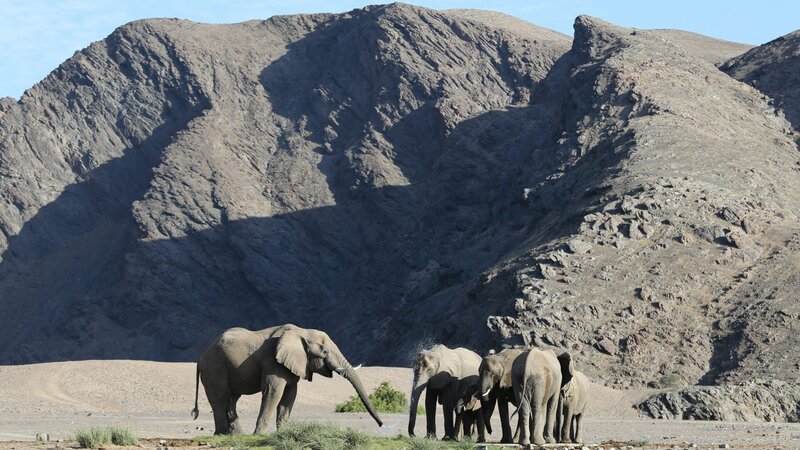 DOK Sonntag: Kielings wilde Welt – Überlebenskünstler (2/​2) Wüstenelefanten der Namib – Bild: SRF/​ZDF/​Andreas Kieling