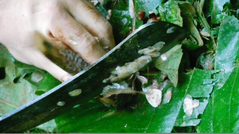 Food that the cast found and used their machete to cut up. – Bild: Discovery Channel