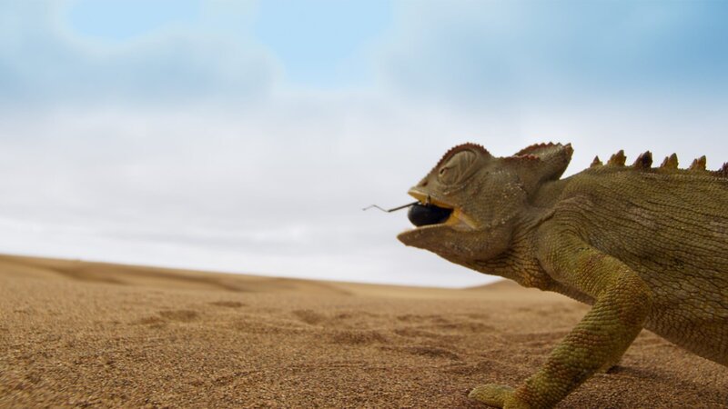 Wüstenchamäleons brauchen nicht zu trinken. Sie nehmen die lebensnotwendige Flüssigkeit mit der Nahrung auf: Sie warten einfach, bis die Nebeltrinkerkäfer mit ihrem Wasservorrat vorbeikommen. – Bild: ZDF und BBC