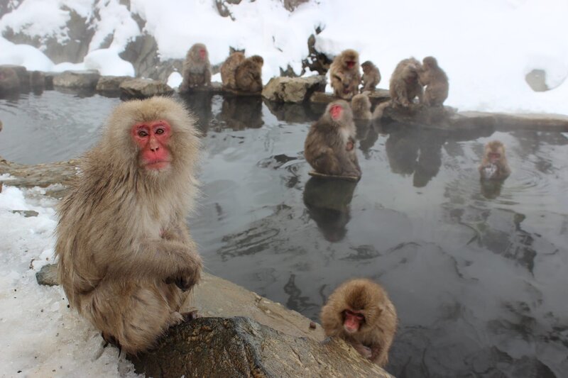 Japanese macaque monkeys – Bild: CC0 Creative Commons