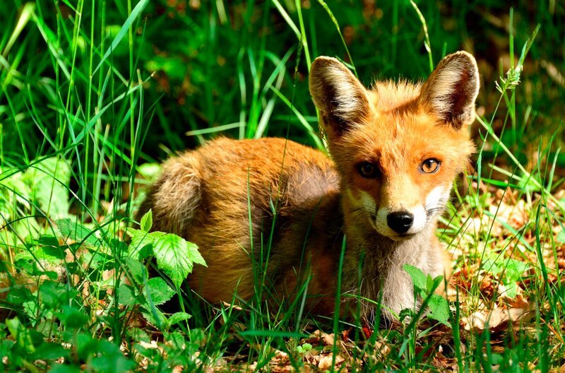 Junger Fuchs. – Bild: HR/​BR/​corvusFilm/​Jo Schöller