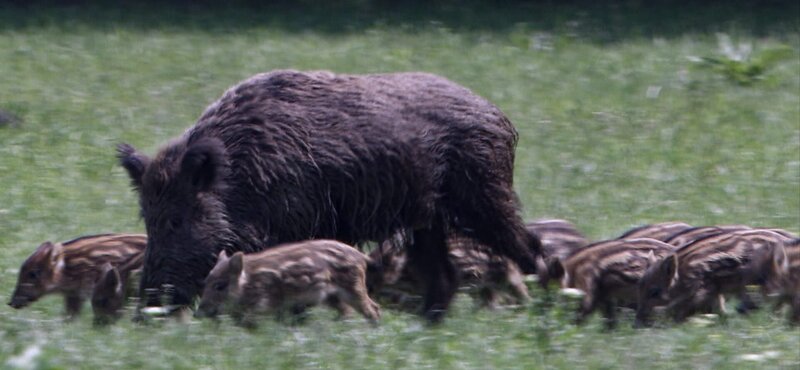 Wildschweine sind reproduktionsfreudige Tiere: Eine Bache kann zweimal im Jahr jeweils bis zu einem halben Dutzend Frischlinge auf die Welt bringen. – Bild: ZDF und ORF/​Wega Film