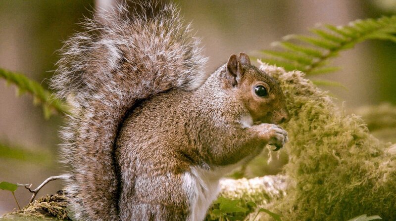 In Großbritannien (hier in Wales) haben die amerikanischen Grauhörnchen die roten europäischen Eichhörnchen zum Großteil verdrängt. – Bild: 3sat In Großbritannien (hier in Wales) haben die amerikanischen Grauhörnchen die roten europäischen Eichhörnchen zum Großteil verdrängt. – Bild: 3sat