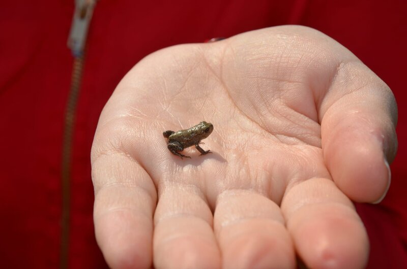 Drei Monate nach dem Schlüpfen kommen die winzigen Erdkröten an Land. Die Zeit davor haben sie als Kaulquappe mit Kiemen und langem Schwanz im Wasser verbracht. – Bild: BR/​TEXT + BILD Medienproduktion GmbH & Co. KG