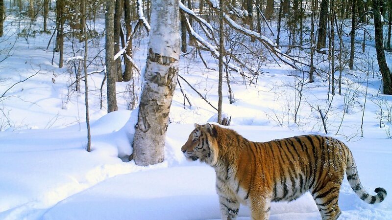 Der Amur-Tiger ist die größte – und die gefährdetste Großkatze der Welt. – Bild: MedienKontor/Alexander Batalow Der Amur-Tiger ist die größte – und die gefährdetste Großkatze der Welt. – Bild: MedienKontor/Alexander Batalow