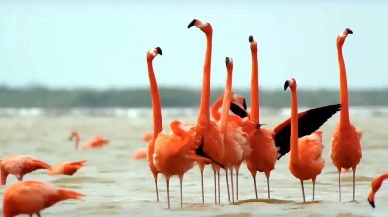 Flamingos – Bild: phoenix/ZDF/Arte Flamingos – Bild: phoenix/ZDF/Arte