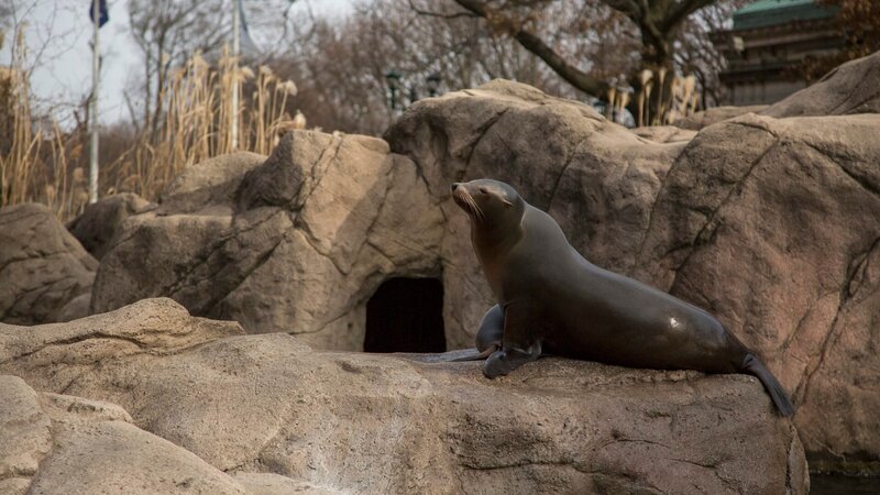 See lion – Bild: Discovery Communications