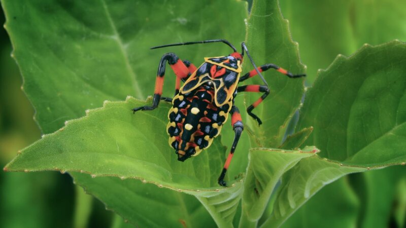 Colourful patterned beetle – Bild: 2022_CuriosityStream-Inc
