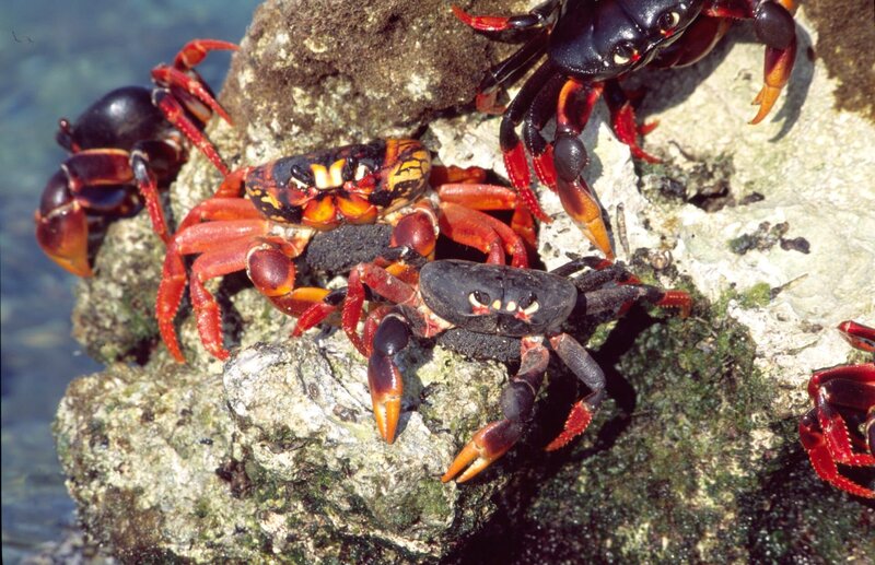 Kuba - Juwel der Karibik – Bild: ORF/​Mike Potts