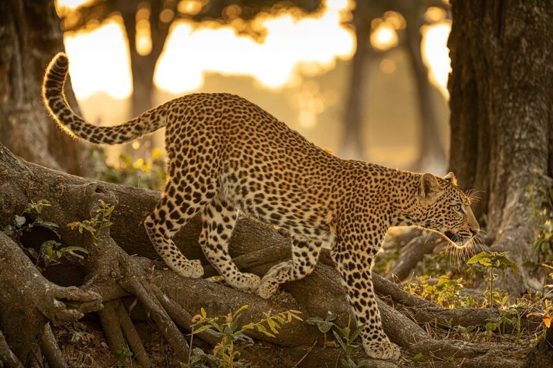 „Makumbi“ läuft seiner sich entfernenden Mutter hinterher. – Bild: ORF/​Into Nature Productions/​Will Steenkamp
