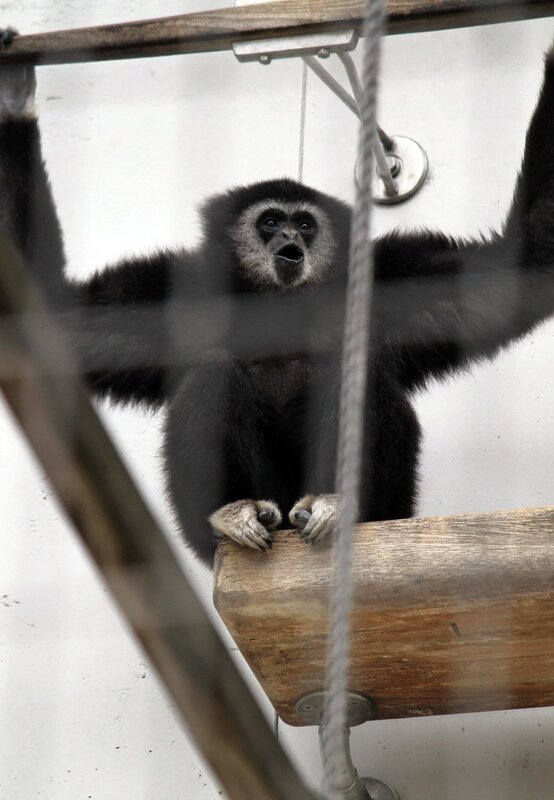 ARD/​SWR EISBÄR, AFFE & CO FOLGE 157, „Zoogeschichten aus Stuttgart“, am Montag (13.12.10) um 16:10 Uhr im ERSTEN. Gibbons Gesang: Die Gibbons singen, um ihr Revier zu markieren. Höhepunkt ist der durchdringende Great Call. – Bild: SWR/​Jens Klingler