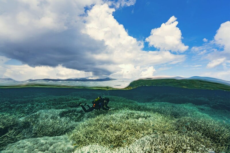 Die Grünen Meeresschildkröten sind für das ökologische Gleichgewicht der Korallenriffe wichtig, denn sie ernähren sich von Algen, die die Korallen befallen und ersticken können. – Bild: SRF/​Arte