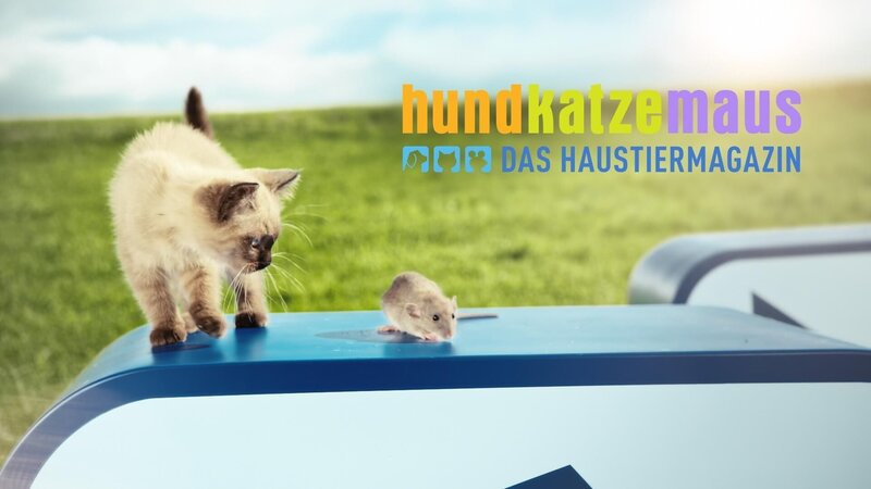 Das Logo zu „hundkatzemaus Spezial“ – Bild: RTL