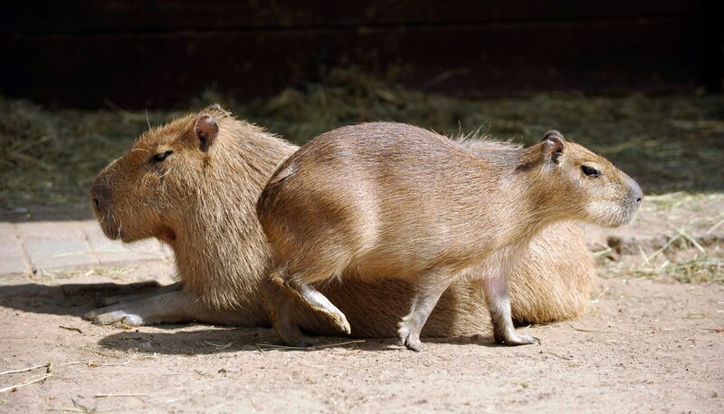 Wasserschwein mit Nachwuchs im Zoo Berlin – Bild: RBB/​Thomas Ernst